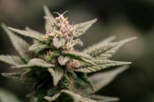 Cannabis-Geschenkveranstaltung in Connecticut erhält Unterlassungserklärung