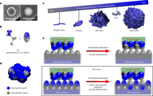 Controlled adsorption of multiple bioactive proteins enables targeted mast cell nanotherapy - Nature Nanotechnology