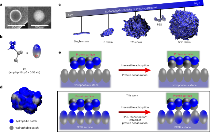 A adsorção controlada de múltiplas proteínas bioativas permite a nanoterapia direcionada de mastócitos - Nature Nanotechnology