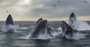 Jak pokazują dane, kryptowalutowe wieloryby polują na okazje w miarę spadku cen Bitcoinów