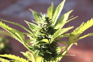 Decarbed Weed: کیا اس سے بو آتی ہے؟