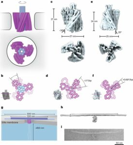 DNA origami folded into nanoscale electromotor