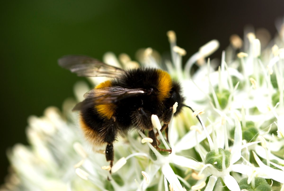 Надзвичайний дозвіл на пестицид, що вбиває бджіл, є «смертельним ударом», вважає благодійна група | Envirotec