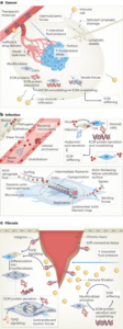 Evidence and therapeutic implications of biomechanically regulated immunosurveillance in cancer and other diseases - Nature Nanotechnology