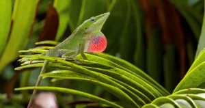 Evolution: Fast or Slow? Lizards Help Resolve a Paradox. | Quanta Magazine