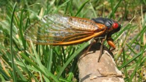 آگ کی چیونٹیاں Cheerios اثر کا استعمال نہیں کرتی ہیں، cicadas کے لیے ایک بمپر سال - فزکس ورلڈ