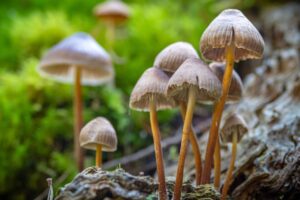 GOP-Backed Bill in Indiana Would Create Fund To Study Shrooms