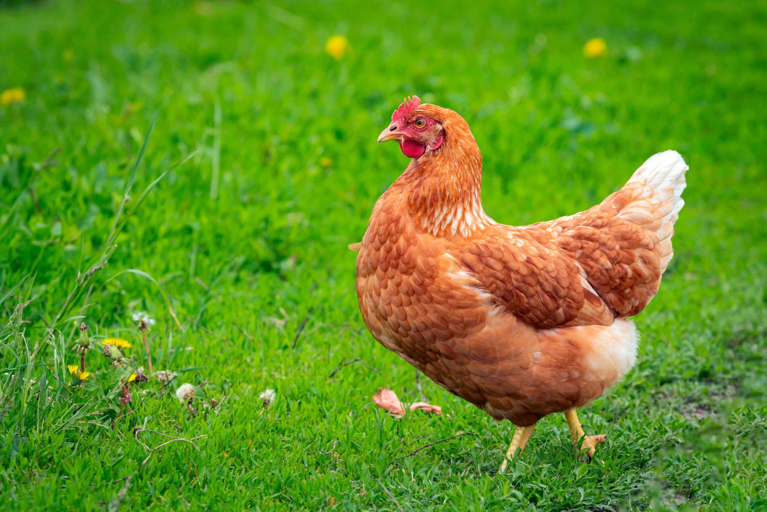 Hampfrømåltid for høner får anbefaling for føderal godkjenning