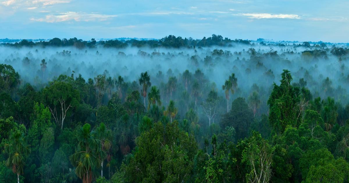 Hur (och varför) utveckla en trovärdig avskogningspolitik 2024 | GreenBiz