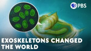 چگونه اسکلت های بیرونی جهان را تغییر دادند