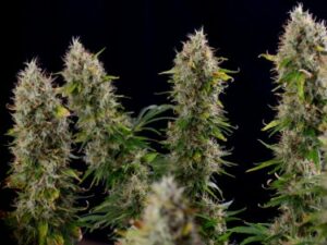 Hvor lenge varer Cannabis-blomstringsstadiet?