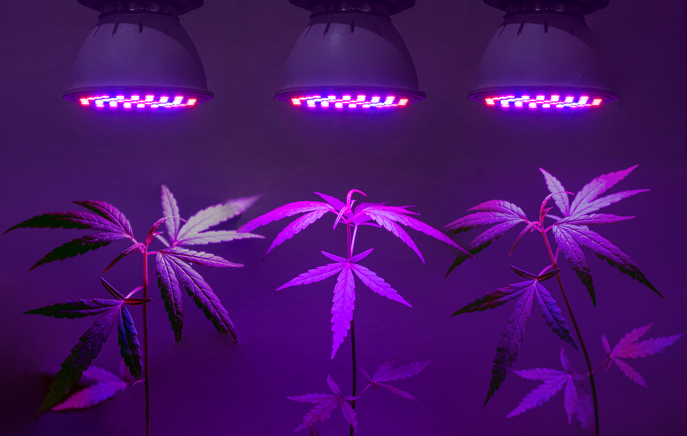 用 LED 生长灯在盆中种植大麻树苗