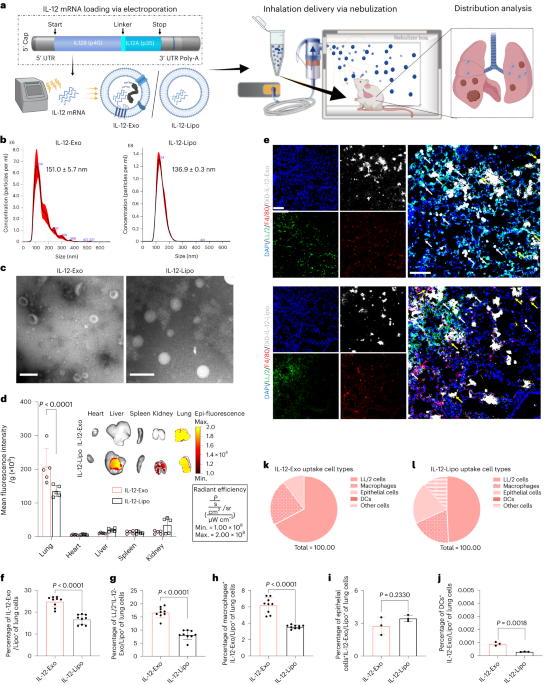 IL-12-mRNA:n sisäänhengitettävä solunulkoinen rakkulakuljetus keuhkosyövän hoitoon ja systeemisen immuniteetin edistämiseen - Nature Nanotechnology