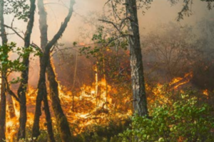 Kinéis använder satellitbaserad IoT-anslutning för tidig upptäckt av skogsbränder | IoT Now News & Reports