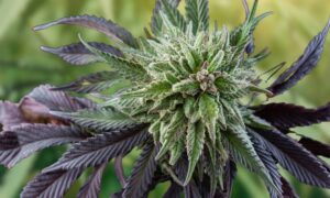 Maine's verkoop van cannabis voor volwassenen in 2023 bedraagt ​​$200 miljoen