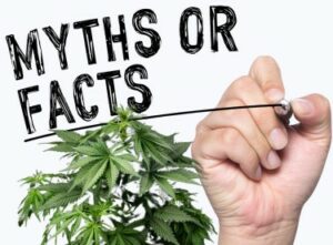 Sfata-miti sulla marijuana - I 5 principali miti sulla cannabis che ora sappiamo essere falsi al 100%