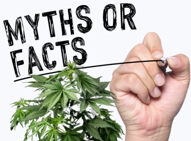 Pogromcy mitów o marihuanie – 5 najpopularniejszych mitów na temat marihuany, o których wiemy, że są w 100% fałszywe