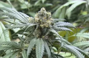 Het gebruik van marihuana onder tieners neemt af in de staat Washington - Verbinding met het medische marihuanaprogramma