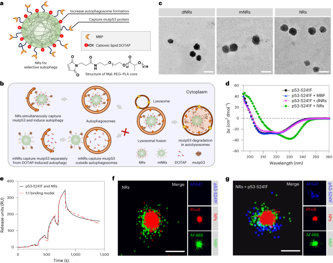 Nanoreseptorer fremmer mutant p53-proteinnedbrytning ved å etterligne selektive autofagi-reseptorer - Nature Nanotechnology