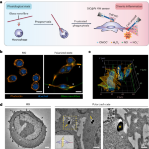 Nanosensordeteksjon av lekkasje av reaktive oksygen- og nitrogenarter i frustrert fagocytose av nanofibre - Nature Nanotechnology
