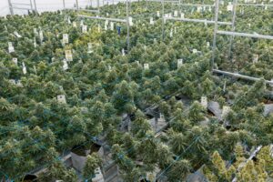Regulatorer i New Mexico tilbakekaller lisenser for to cannabisfarmer