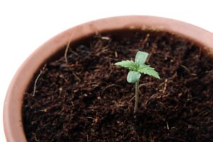Регулирующие органы Нью-Йорка проголосуют за предложенные правила домашнего выращивания сорняков