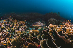 Az Orange Business és a Tēnaka partner a korallzátonyok helyreállításában Malajziában | IoT Now News & Reports