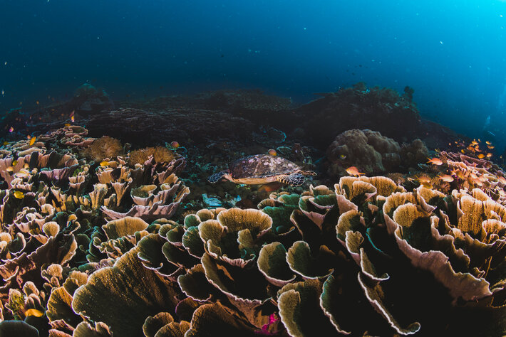 Orange Business și Tēnaka se asociază pentru a restaura recifele de corali din Malaezia | Știri și rapoarte IoT Now