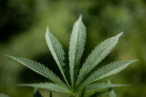Más de 20 marcas de CBD se enfrentan al retiro del mercado como advertencia de no usar píldoras ni gomitas - Conexión del programa de marihuana medicinal