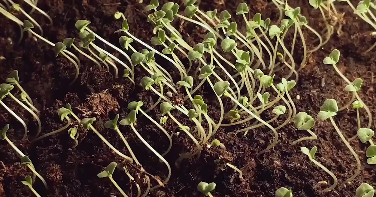 گیاهان با استفاده از شکاف بین سلول های خود نور می یابند | مجله کوانتا