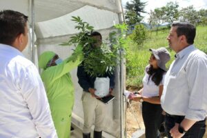 Savia Royal: 콜롬비아 보야카의 선도적인 약용 대마초 회사