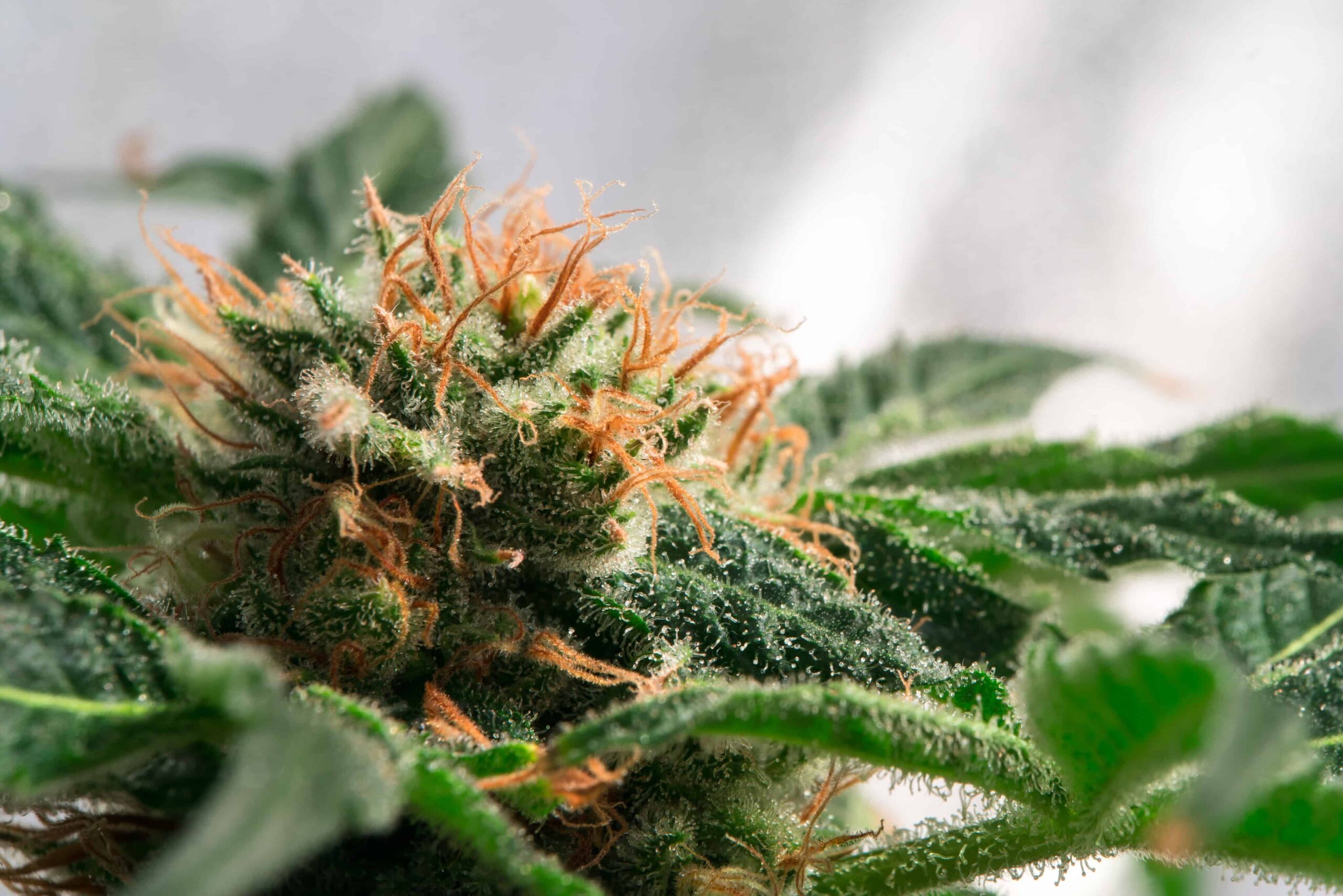 Законодатели Южной Дакоты отменили законопроект, ограничивающий доступ пациентов к марихуане в медицинских целях