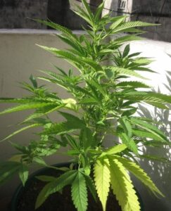 Cultivo exitoso de marihuana: consejos y trucos esenciales para una cosecha de calidad