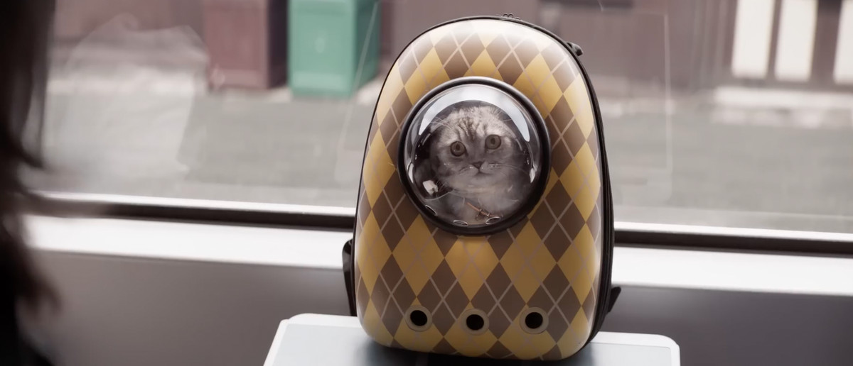 A Scottish Fold in an argyle printed backpack.