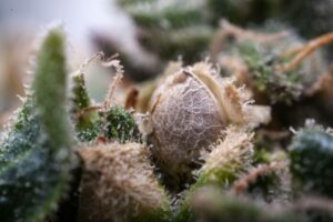 The Best Cannabis Seed Banks for 2024