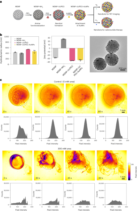 Nanoboți alimentați cu urază pentru terapia cu radionuclizi ai cancerului vezicii urinare - Nature Nanotechnology