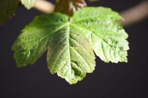 Czy jeden kłębek zioła pojawi się w badaniu moczu?