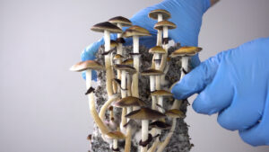 亚利桑那州法案将使裸盖菇素服务中心合法化，增加当前的研究工作