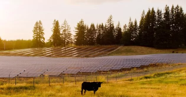 گاو در مزرعه با پنل های خورشیدی در پشت