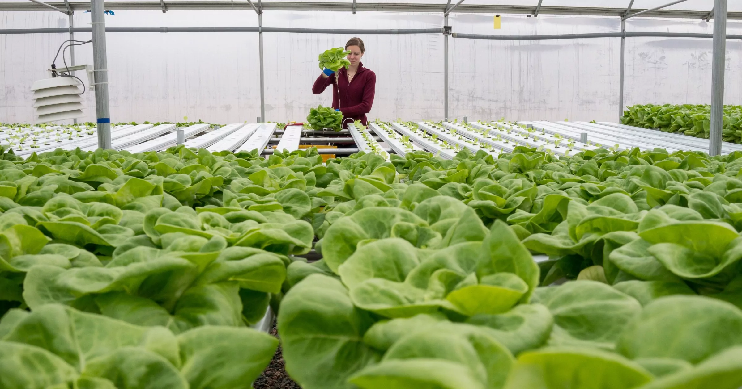 Person harvesting in a field of lettuce in a greenhouse