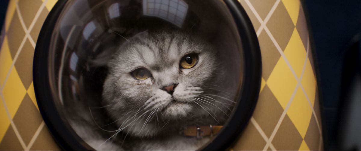 Argylle'de sarı baklava desenli sırt çantasıyla gümüş bir kedi pencereden çapraz bir şekilde dışarı bakıyor.
